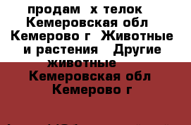 продам 2х телок  - Кемеровская обл., Кемерово г. Животные и растения » Другие животные   . Кемеровская обл.,Кемерово г.